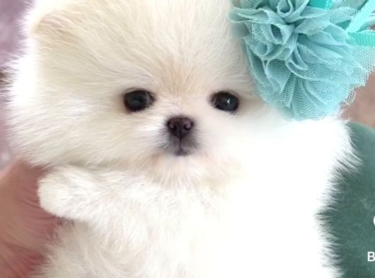 Ayı Surat Teacup pomerian boo bebeklerimiz