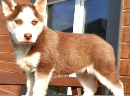 Husky Sibirya Kurt Yavrular görsel