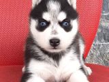 Husky Sibirya Kurt Yavrular