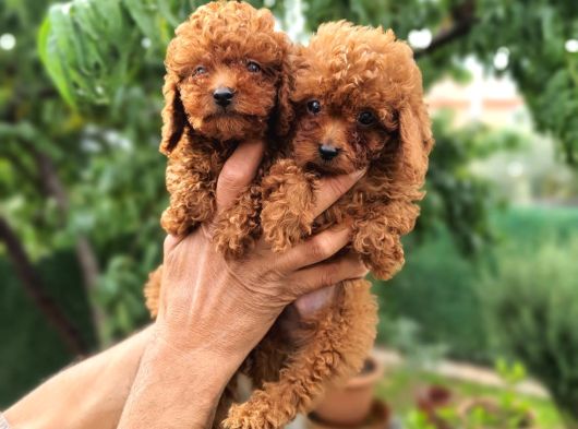Toy Poodle Bebekler Hazir