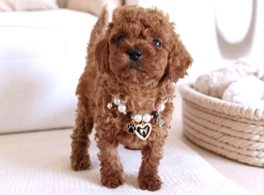 Ruhsatlı Çiftlik Boncuk Gözlü Düğme Burunlu Toy Poodle görsel