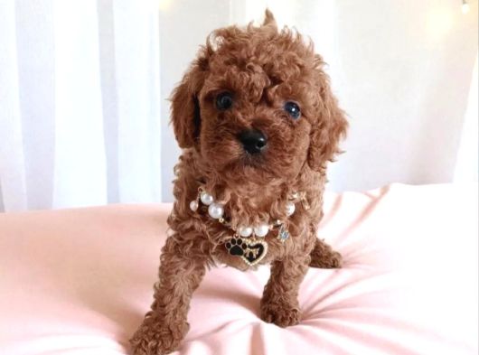 Ruhsatlı Çiftlik Boncuk Gözlü Düğme Burunlu Toy Poodle görsel