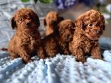 Boncuk gözlü düğme burunlu toy poodle