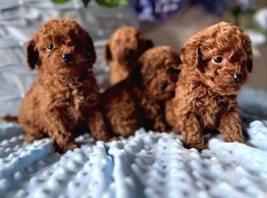 Boncuk gözlü düğme burunlu toy poodle