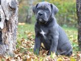 Cane Corso En Kalitelisi Bizde Var