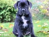 Cane Corso En Kalitelisi Bizde Var