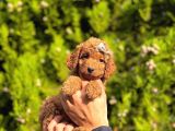 Toy Poodle Bebekler Hazir