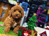 Toy Poodle Bebekler Hazir