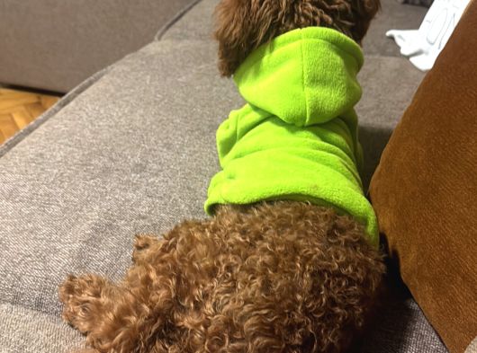 6 Aylik Dişi Poodle görsel