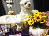 A Scrli Babadan Kore Maltese Bebekler