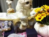 A Scrli Babadan Kore Maltese Bebekler