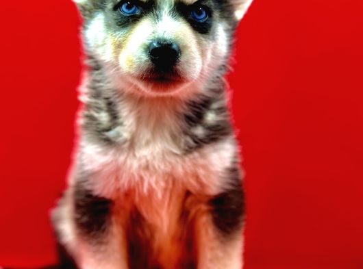 Hari̇ka Güzelli̇kte Safkan Husky Yavrulari görsel
