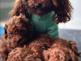 TÜRKİYENİN EN GÜZEL KORE TOY POODLE YAVRULARI ANKARA