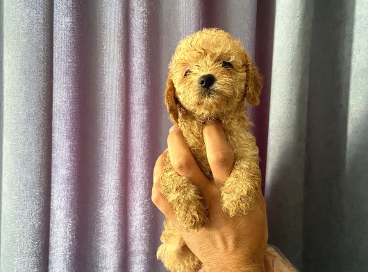 A Kalite Poodle Bebekler