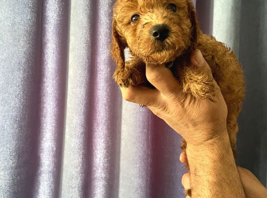 A Kalite Poodle Bebekler görsel