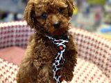 Toy Poodle Bebekler Hazir