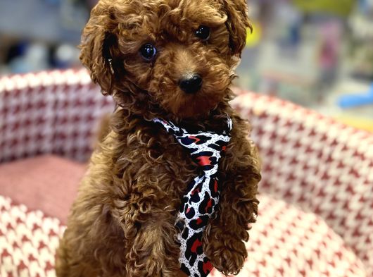 Toy Poodle Bebekler Hazir görsel