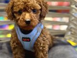 Toy Poodle Bebekler Hazir
