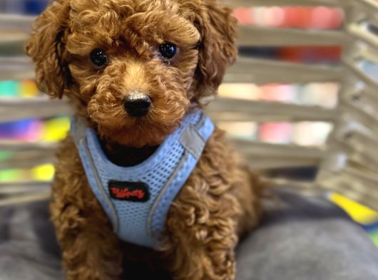 Toy Poodle Bebekler Hazir görsel