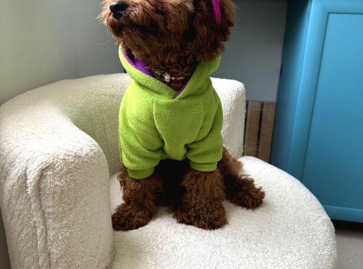 6 Aylik Dişi Poodle görsel