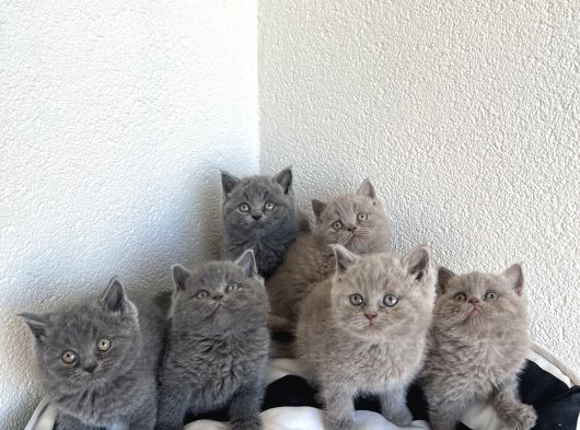 A Kali̇te Bebekler görsel