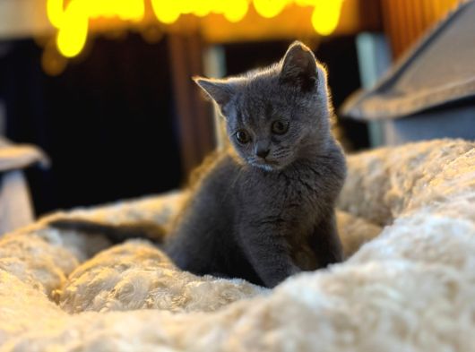 Orj Babyface British Shorthair Blue Bebeklerimiz