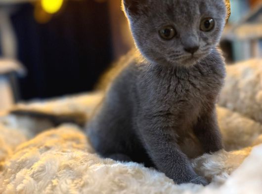 Orj Babyface British Shorthair Blue Bebeklerimiz görsel