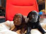 Ruhsatlı çiflğimizden a kalite labrador yavrularımız