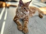 Wcf Kayıtlı Full Şecereli Şampiyon Soylu Maine Coon Yavrular