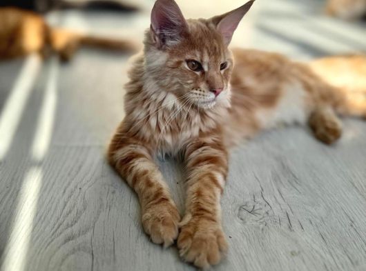 Wcf Kayıtlı Full Şecereli Şampiyon Soylu Maine Coon Yavrular görsel