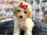 Mini - Teacup Poodle