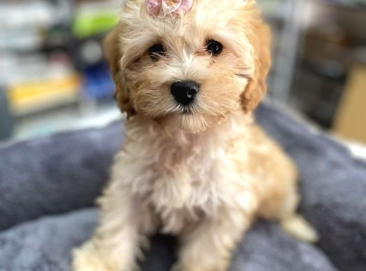 Anne Maltese Baba Secereli Red Brown Poodle görsel