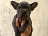 French Bull Dog Yavruları Mama Ve Malzeme Kanpanli