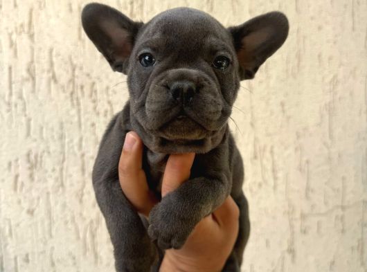 French Bull Dog Yavruları Mama Ve Malzeme Kanpanli görsel