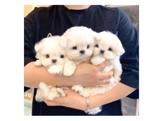 Pamuk Gibi Maltese Bebişler