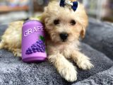 Mini Maltipoo -Teacup-