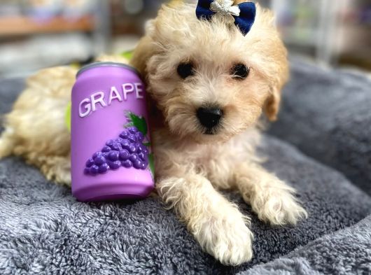 Mini Maltipoo -Teacup- görsel