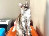 Wcf Kayıtlı Full Şecereli Şampiyon Soylu Maine Coon Yavrular