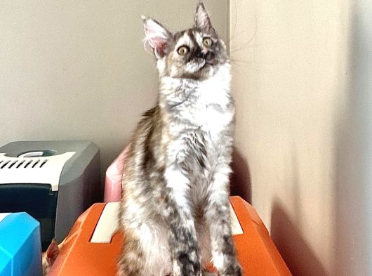 Wcf Kayıtlı Full Şecereli Şampiyon Soylu Maine Coon Yavrular görsel