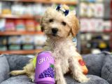 Mini Maltipoo -Teacup-