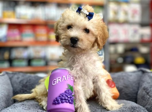 Mini Maltipoo -Teacup- görsel