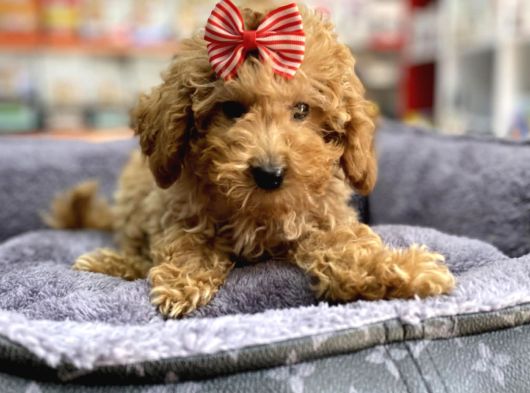 Mini - Teacup Poodle görsel