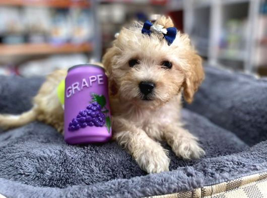 Mini Maltipoo -Teacup-