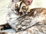 Wcf Kayıtlı Full Şecereli Şampiyon Soylu Maine Coon Yavrular