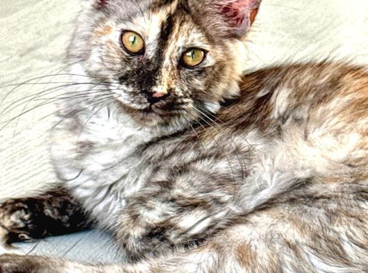 Wcf Kayıtlı Full Şecereli Şampiyon Soylu Maine Coon Yavrular görsel