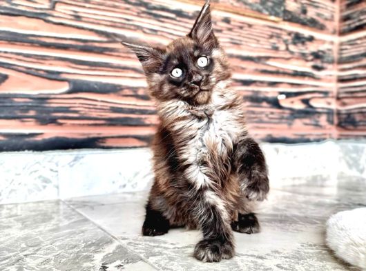 Wcf Kayıtlı Full Şecereli Şampiyon Soylu Maine Coon Yavrular
