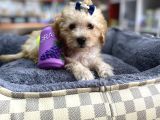 Mini Maltipoo -Teacup-