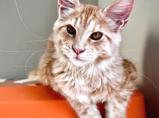Wcf Kayıtlı Full Şecereli Şampiyon Soylu Maine Coon Yavrular