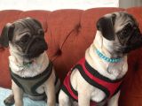 Pug Mops Yavrulari Mama Ve Malzeme Kampanyanli
