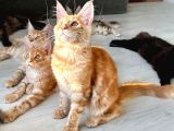 Wcf Kayıtlı Full Şecereli Şampiyon Soylu Maine Coon Yavrular